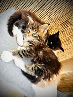 Maine Coon Kittens, Meerdere dieren, Gechipt, 0 tot 2 jaar