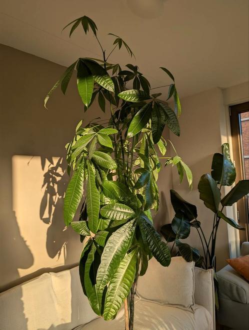Very tall PACHIRA AQUATICA (money tree) with pot, Huis en Inrichting, Kamerplanten, Overige soorten, 200 cm of meer, Halfschaduw