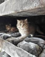 Kittens Britse langhaar x Siberische langhaar, Dieren en Toebehoren, Meerdere dieren, Langharig, 0 tot 2 jaar
