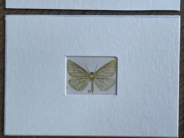 SET 2 - 7 t/m 12 decoratief - vlinders druk van 1910 (Kirby)