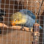 Baby agapornis violet kleurige fischerie dwergpapegaai, Geslacht onbekend, Dwergpapegaai of Agapornis, Tam