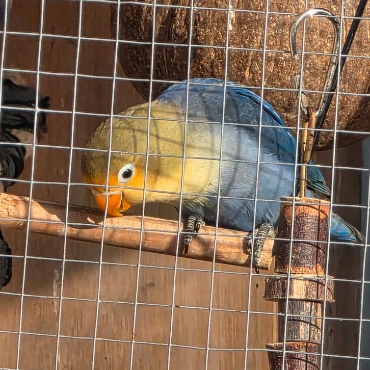 Baby agapornis violet kleurige fischerie dwergpapegaai, Dieren en Toebehoren, Vogels | Parkieten en Papegaaien, Dwergpapegaai of Agapornis