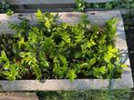 Prachtige laurier,jonge planten in pot, Prunus laurocerasus, Ophalen, Laurier, 100 tot 250 cm