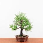 Bonsai Pinus Thunbergii 'Black Pine', Tuin en Terras, Planten | Bomen, In pot, Minder dan 100 cm, Overige soorten, Volle zon