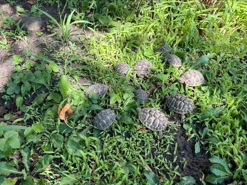 Nakweek Testudo hermanni hermanni ‘23 en ‘24, Dieren en Toebehoren, Reptielen en Amfibieën, Schildpad, 0 tot 2 jaar