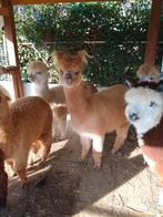 Te koop drachtige merrie, Juni, Vrouwelijk