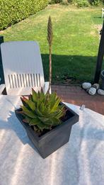 Aloe vera groen , komt in bloei . 40 H is de plant, Huis en Inrichting, Kamerplanten, Ophalen, Vetplant, Halfschaduw, In pot