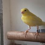 3 x jonge gele kanaries, Dieren en Toebehoren, Vogels | Kanaries, Meerdere dieren, Kleurkanarie