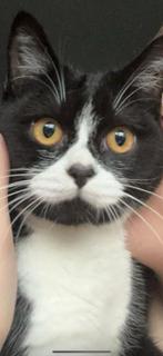 Vermist kater naam Teddy_  beloning, Dieren en Toebehoren, Vermiste en Gevonden Dieren, Kat