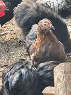 Cochin kippen, Dieren en Toebehoren, Pluimvee, Meerdere dieren, Kip