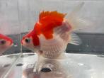 TAMASABA High Quality Fancy Goudvis 1 jaar €80,-, Goudvis(sen)