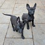 Hollandse herder pups, 8 tot 15 weken, Teef, Eén hond, Herder