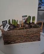 Hyacinten in houten schaal - woondecoratie, Ophalen of Verzenden