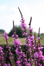 Lythrum of kattenstaart vaste planten, Ophalen, Zomer, Overige soorten, Volle zon