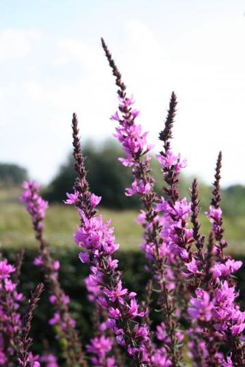 Lythrum of kattenstaart vaste planten beschikbaar voor biedingen