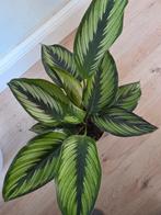 Calathea Beautystar. Kamerplant | meerdere beschikbaar, Overige soorten, In pot, Minder dan 100 cm, Groene kamerplant