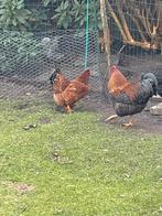 Kippen met Haan mix mooie kleuren wyandotte mix, Meerdere dieren, Kip