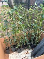 Hedera hibernica klimop 120cm, Tuin en Terras, Planten | Struiken en Hagen, Ophalen, Overige soorten, 100 tot 250 cm