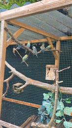 Parkieten, Dieren en Toebehoren, Vogels | Parkieten en Papegaaien, Meerdere dieren, Parkiet