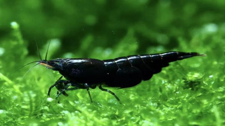🦐 Mooie zwarte garnalen (Neocaridina), Dieren en Toebehoren, Vissen | Aquariumvissen, Kreeft, Krab of Garnaal