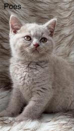 Brits Korthaar kittens / Britse Korthaar kittens, Dieren en Toebehoren, Katten en Kittens | Raskatten | Korthaar, Meerdere dieren