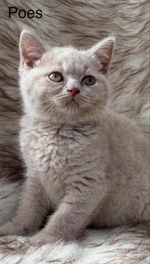 Brits Korthaar kittens / Britse Korthaar kittens, Dieren en Toebehoren, Katten en Kittens | Raskatten | Korthaar