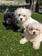 Te koop leuk e boomer pups, Dieren en Toebehoren, Honden | Niet-rashonden, Nederland, CDV (hondenziekte), 8 tot 15 weken, Meerdere
