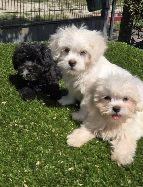 Te koop leuk e boomer pups, Dieren en Toebehoren, Honden | Niet-rashonden, Klein, Meerdere dieren, Fokker | Professioneel, Meerdere