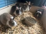 Baby konijntjes (mogen naar nieuw huisje), Dieren en Toebehoren, Konijnen, Meerdere dieren, Klein