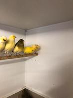 Div kanaries, Dieren en Toebehoren, Vogels | Kanaries, Meerdere dieren, Kleurkanarie