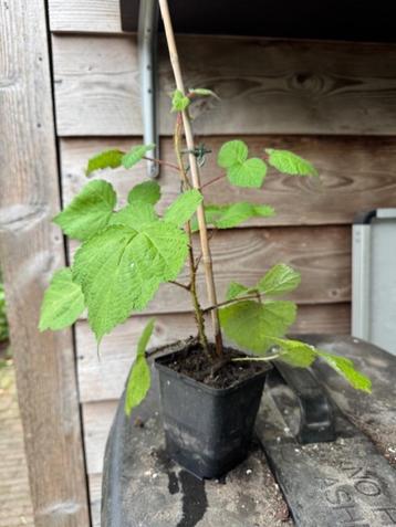 Japanse wijnbes in 9x9 cm pot beschikbaar voor biedingen