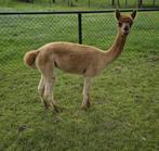 Drachtige Alpaca merrie, Dieren en Toebehoren, Overige Dieren, Vrouwelijk, Voor 1 juli 2024
