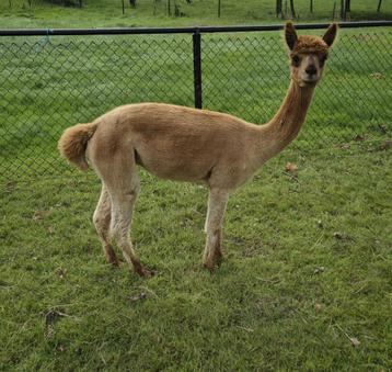Drachtige Alpaca merrie beschikbaar voor biedingen