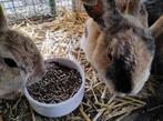 Konijntjes, Geslacht onbekend, Klein, 0 tot 2 jaar