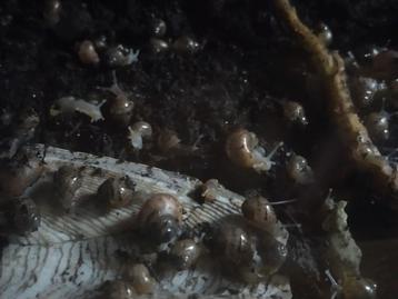 Afrikaanse reuzeslakken babys beschikbaar voor biedingen