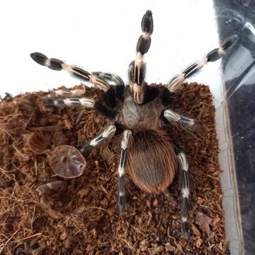 Vitalius chromatus vrouw beschikbaar voor biedingen