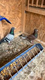 Post duiven koppel 50 euro vaste prijs, Dieren en Toebehoren, Meerdere dieren, Gans of Zwaan