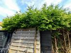 Gratis af halen coniferen niet getopt meters lang en hoog, Tuin en Terras, Planten | Bomen, Ophalen, Bloeit niet, Halfschaduw