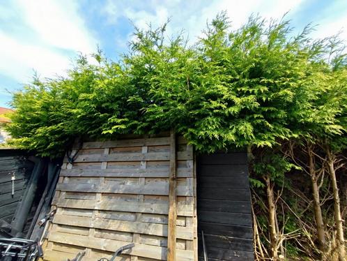 Gratis af halen coniferen niet getopt meters lang en hoog, Tuin en Terras, Planten | Bomen, Overige soorten, 250 tot 400 cm, Halfschaduw