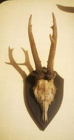 Gewei met schedel, Verzamelen, Dierenverzamelingen, Ophalen of Verzenden, Hert, Schedel
