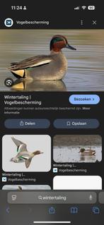 Wintertaling siereenden watervogels, Dieren en Toebehoren, Pluimvee