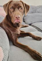 Lieve labrador pup, Dieren en Toebehoren, Ophalen, Nieuw
