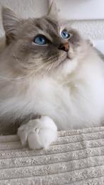 Ragdoll dekkater Blue Lynx Mitted ( Balou )
