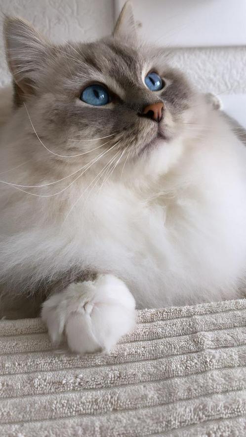 Ragdoll dekkater Blue Lynx Mitted ( Balou ), Dieren en Toebehoren, Katten en Kittens | Dekkaters