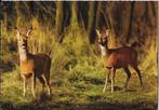 Sus541 gelopen ansichtkaart 1964 dieren in het bos Reeën, Ophalen of Verzenden, 1960 tot 1980, Gelopen, Gelderland