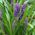 Liriope muscari Big Blue. Leliegras. Siergrassen., Tuin en Terras, Planten | Tuinplanten, Vaste plant, Siergrassen, Ophalen of Verzenden
