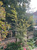 Acer Palmatum, Ophalen of Verzenden, Bloeit niet, Halfschaduw, Overige soorten