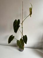 Philodendron Glorious-Melanochrysum/Gloriosum Jonge plant, Huis en Inrichting, Ophalen of Verzenden