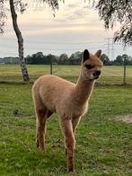 Alpaca hengst te koop (september 2025), Dieren en Toebehoren, Overige Dieren, September, Mannelijk