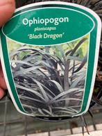 Zwart gras, Ophalen, Siergrassen, Volle zon